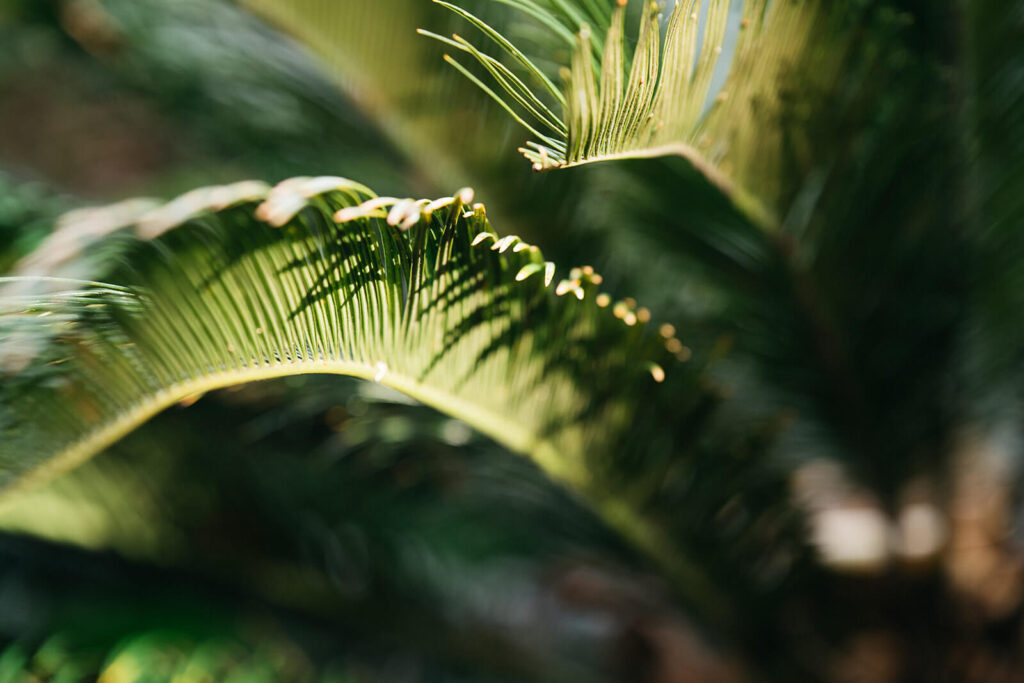 gentle morning lights in the garden creating contrasting shadow on plants