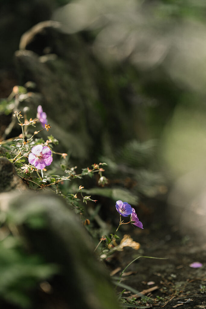 details of wild purple flowers at sydney garden in morning light